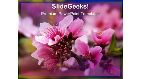 Pink Peach Blossom Nature PowerPoint Templates And PowerPoint Backgrounds 0311