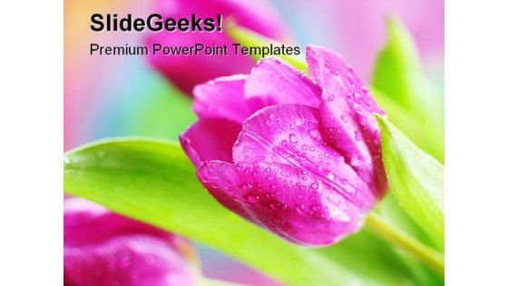 Pink Tulips Beauty PowerPoint Templates And PowerPoint Backgrounds 0311