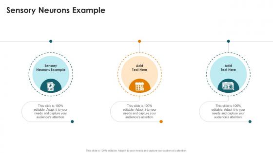 Sensory Neurons Example In Powerpoint And Google Slides Cpb