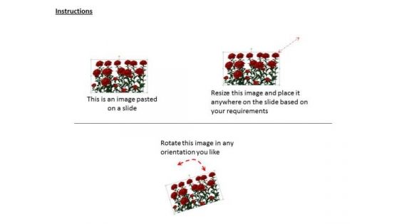 Stock Photo Background With Red Roses PowerPoint Template