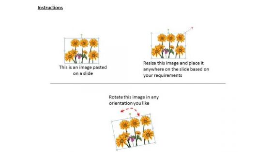 Stock Photo Bunch Of Sunflowers PowerPoint Template