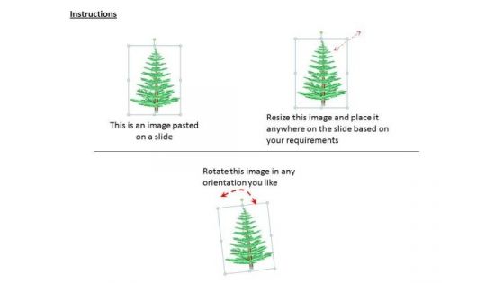 Stock Photo Creative Design Of Pine Tree PowerPoint Slide