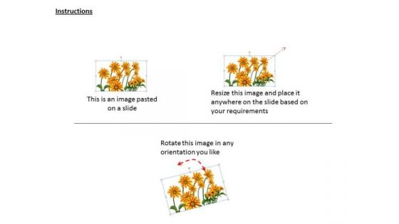 Stock Photo Graphics Of Sunflower For Nature Pwerpoint Slide