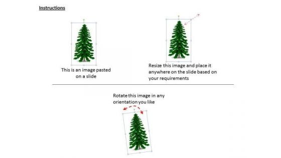 Stock Photo Illustration Of Pine Tree PowerPoint Slide