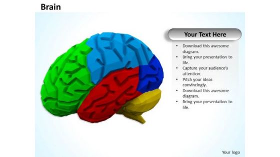 Stock Photo Multicolored Brain PowerPoint Slide