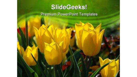 Yellow Tulips Beauty PowerPoint Templates And PowerPoint Backgrounds 0311