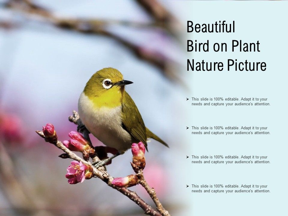 Beautiful_Bird_On_Plant_Nature_Picture_Ppt_PowerPoint_Presentation_Ideas_Model_Slide_1.jpg
