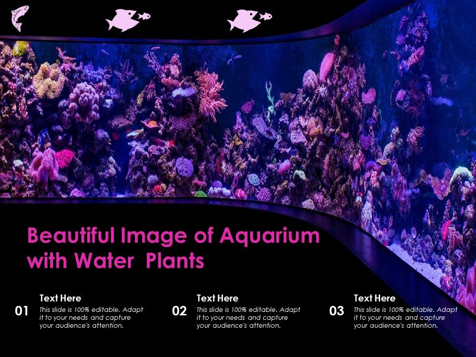 Beautiful_Image_Of_Aquarium_With_Water_Plants_Ppt_PowerPoint_Presentation_Gallery_Grid_PDF_Slide_1.jpg