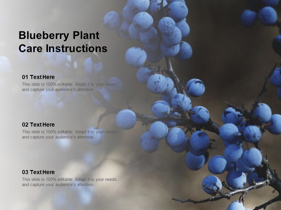 Blueberry_Plant_Care_Instructions_Ppt_PowerPoint_Presentation_Ideas_Demonstration_Slide_1.jpg