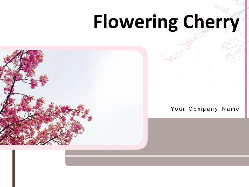Flowering_Cherry_Bunch_Flowers_Single_Flower_Ppt_PowerPoint_Presentation_Complete_Deck_Slide_1.jpg