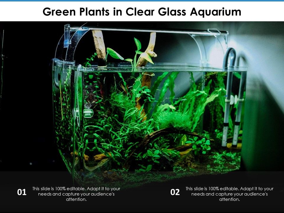 Green_Plants_In_Clear_Glass_Aquarium_Ppt_PowerPoint_Presentation_Gallery_Skills_PDF_Slide_1.jpg
