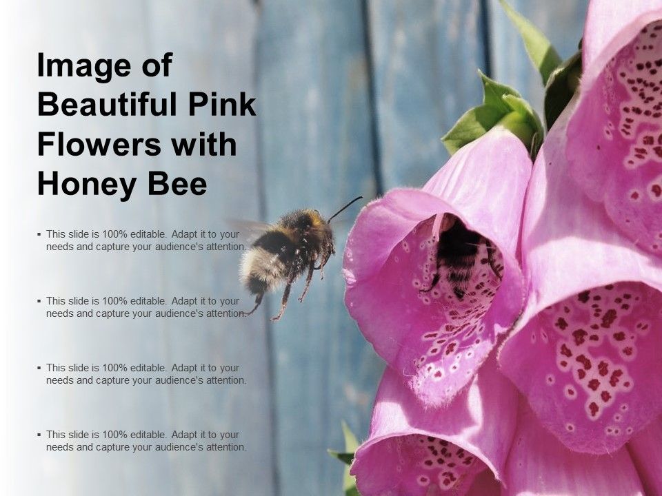 Image_Of_Beautiful_Pink_Flowers_With_Honey_Bee_Ppt_PowerPoint_Presentation_Pictures_Graphics_Design_Slide_1.jpg