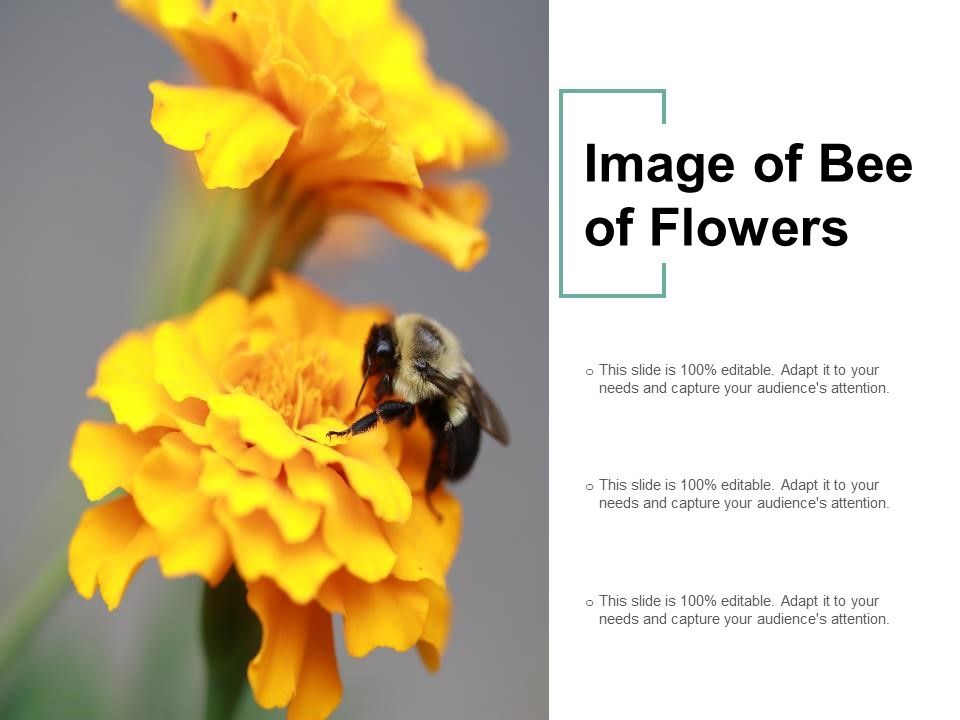 Image_Of_Bee_Of_Flowers_Ppt_PowerPoint_Presentation_Outline_Visuals_Slide_1.jpg