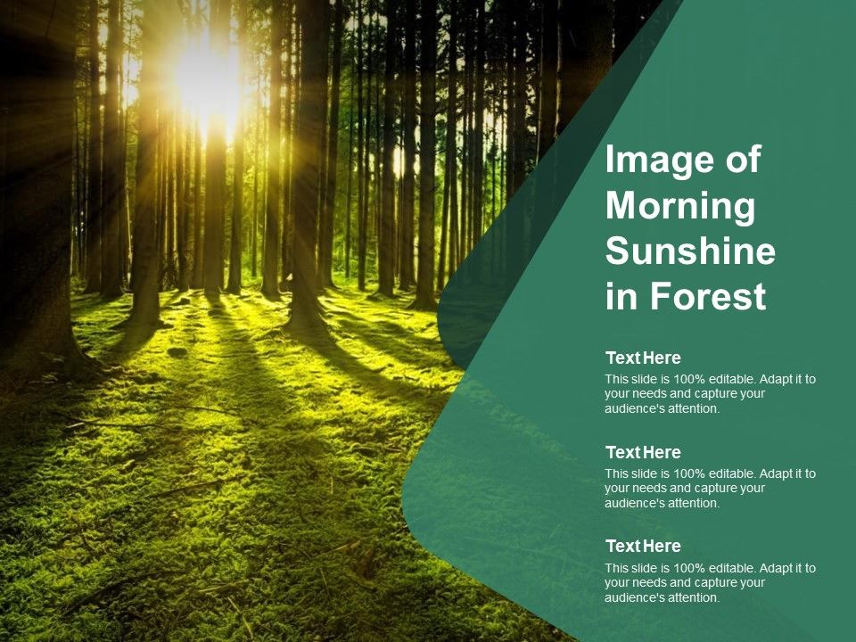 Image_Of_Morning_Sunshine_In_Forest_Ppt_PowerPoint_Presentation_Inspiration_Slide_Download_Slide_1.jpg