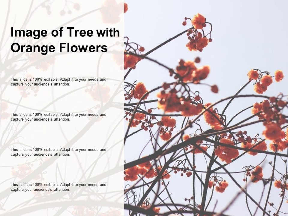 Image_Of_Tree_With_Orange_Flowers_Ppt_PowerPoint_Presentation_Outline_Rules_Slide_1.jpg