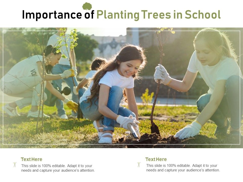 Importance_Of_Planting_Trees_In_School_Ppt_PowerPoint_Presentation_Icon_Layout_Slide_1.jpg
