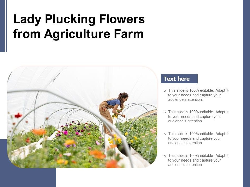 Lady_Plucking_Flowers_From_Agriculture_Farm_Ppt_PowerPoint_Presentation_Diagram_Graph_Charts_PDF_Slide_1.jpg
