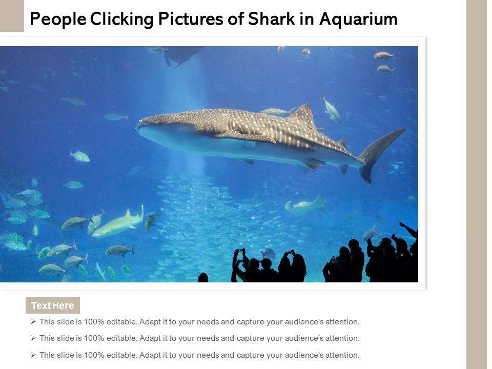 People_Clicking_Pictures_Of_Shark_In_Aquarium_Ppt_PowerPoint_Presentation_File_Inspiration_PDF_Slide_1.jpg
