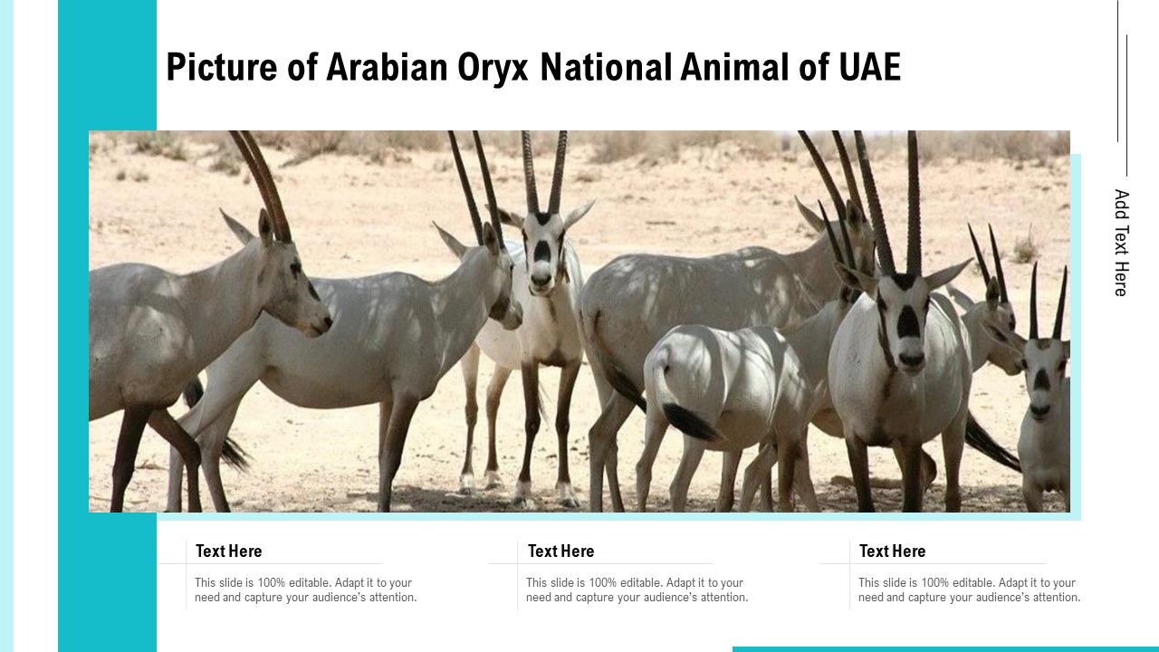 Picture_Of_Arabian_Oryx_National_Animal_Of_UAE_Ppt_PowerPoint_Presentation_Gallery_Slideshow_PDF_Slide_1.jpg