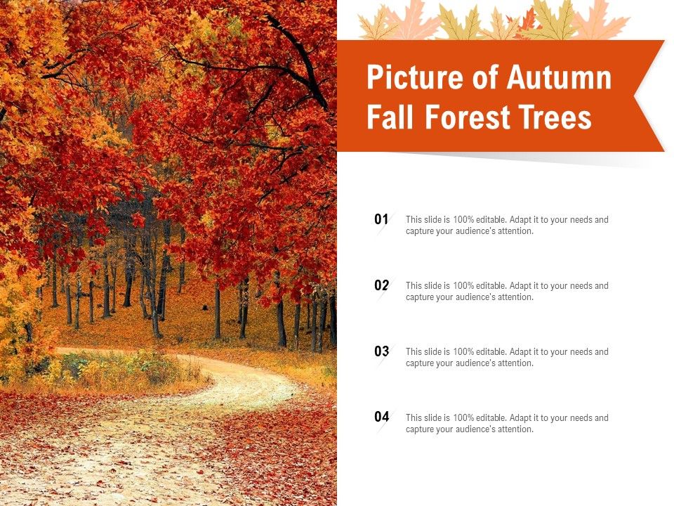 Picture_Of_Autumn_Fall_Forest_Trees_Ppt_PowerPoint_Presentation_Show_Objects_Slide_1.jpg