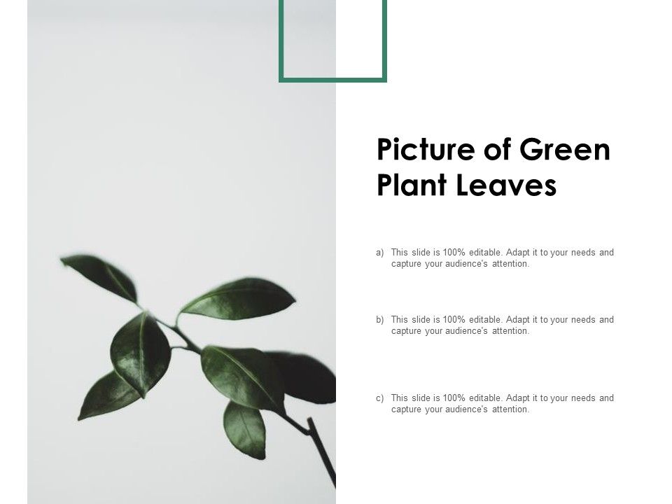 Picture_Of_Green_Plant_Leaves_Ppt_PowerPoint_Presentation_Model_Background_Images_Slide_1.jpg