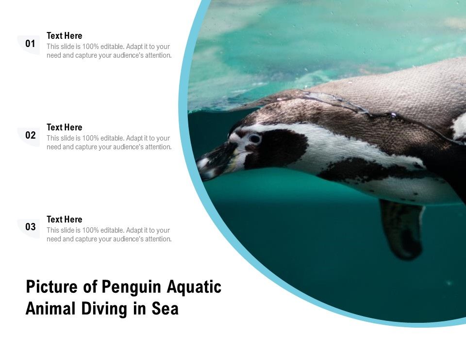 Picture_Of_Penguin_Aquatic_Animal_Diving_In_Sea_Ppt_PowerPoint_Presentation_Gallery_Brochure_PDF_Slide_1.jpg