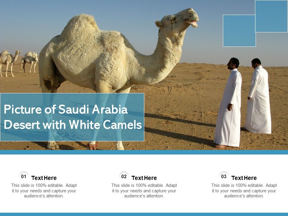 Picture_Of_Saudi_Arabia_Desert_With_White_Camels_Ppt_PowerPoint_Presentation_File_Graphic_Tips_PDF_Slide_1.jpg
