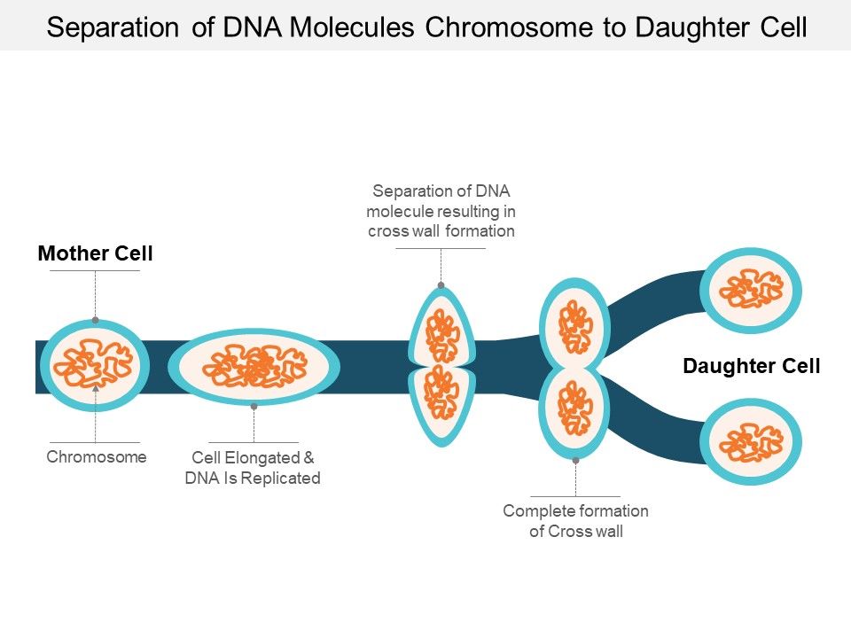 Separation_Of_Dna_Molecules_Chromosome_To_Daughter_Cell_Ppt_PowerPoint_Presentation_Infographic_Template_Infographic_Template_Slide_1.jpg