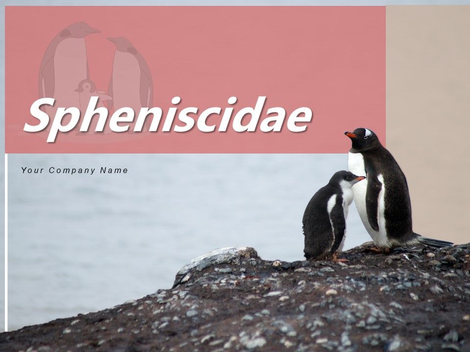 Spheniscidae_Aquatic_Animal_Brown_Penguin_Ppt_PowerPoint_Presentation_Complete_Deck_Slide_1.jpg