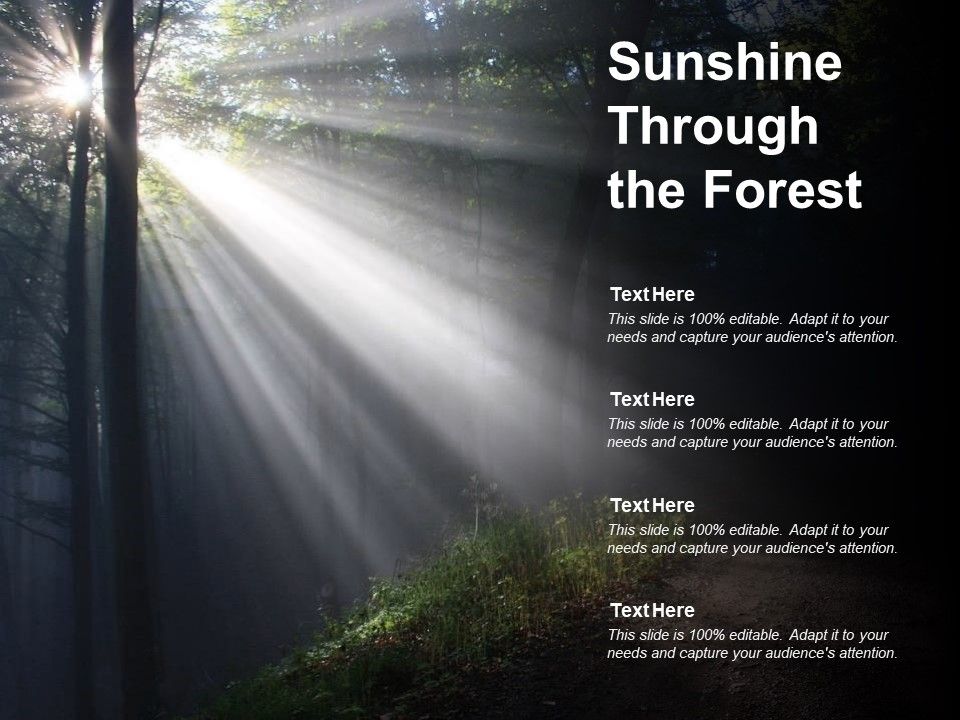 Sunshine_Through_The_Forest_Ppt_PowerPoint_Presentation_Model_Styles_Slide_1.jpg