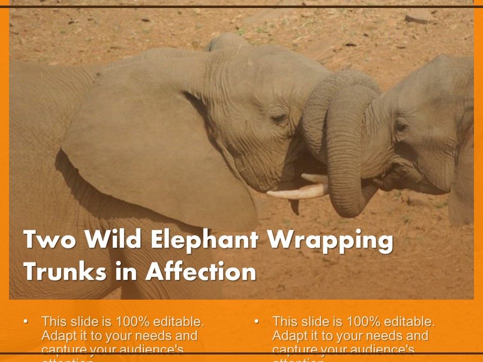 Two_Wild_Elephant_Wrapping_Trunks_In_Affection_Ppt_PowerPoint_Presentation_Inspiration_Slides_PDF_Slide_1.jpg
