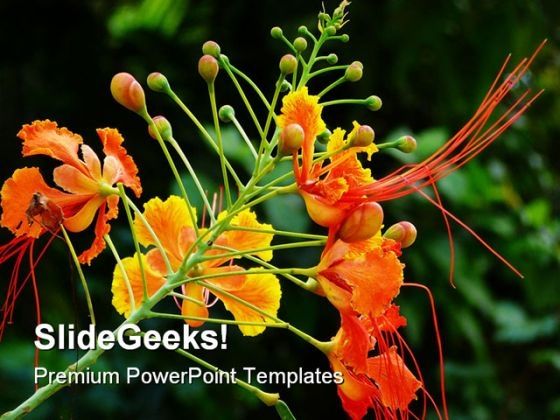 beautiful_orchid_flower_nature_powerpoint_templates_and_powerpoint_backgrounds_0311_title.jpg