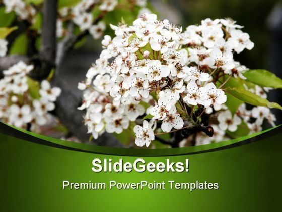 beautiful_white_flowers_nature_powerpoint_templates_and_powerpoint_backgrounds_0311_title.jpg