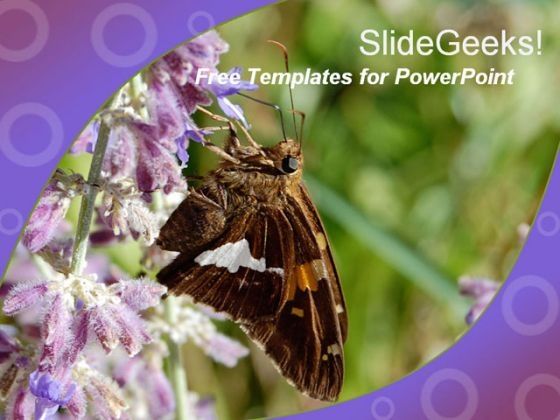 butterfly_0409_title.jpg