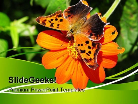 butterfly_on_orange_flower_nature_powerpoint_templates_and_powerpoint_backgrounds_0611_title.jpg