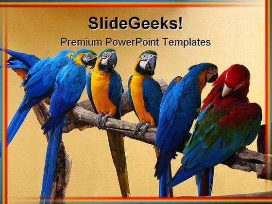 macaw_parrots_animal_powerpoint_template_0810_title.jpg