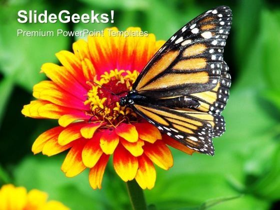 monarch_butterfly_resting_on_a_summer_flower_powerpoint_templates_ppt_backgrounds_for_slides_1212_title.jpg