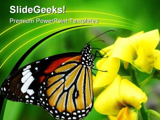 orange_tiger_butterfly_animals_powerpoint_templates_and_powerpoint_backgrounds_0211_title.jpg