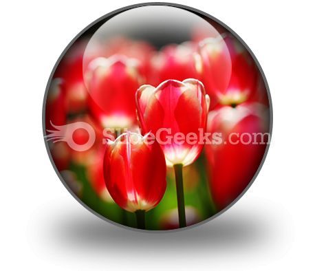 red_tulips_powerpoint_icon_c.jpg