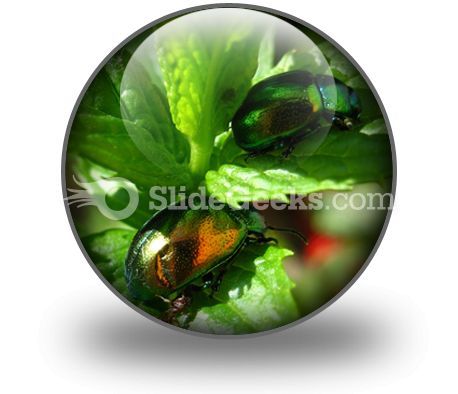 shiny_beetles_powerpoint_icon_c.jpg