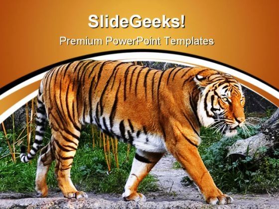 tiger_animals_powerpoint_templates_and_powerpoint_backgrounds_0611_title.jpg
