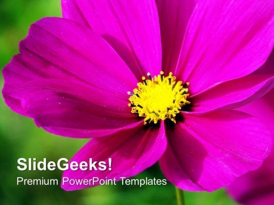 vibrant_pink_flower_over_green_background_powerpoint_templates_ppt_backgrounds_for_slides_1212_title.jpg