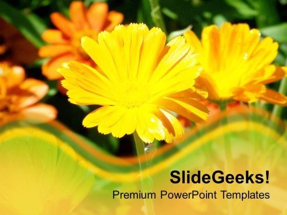yellow_daisy_flower_background_powerpoint_templates_ppt_backgrounds_for_slides_0613_title.jpg
