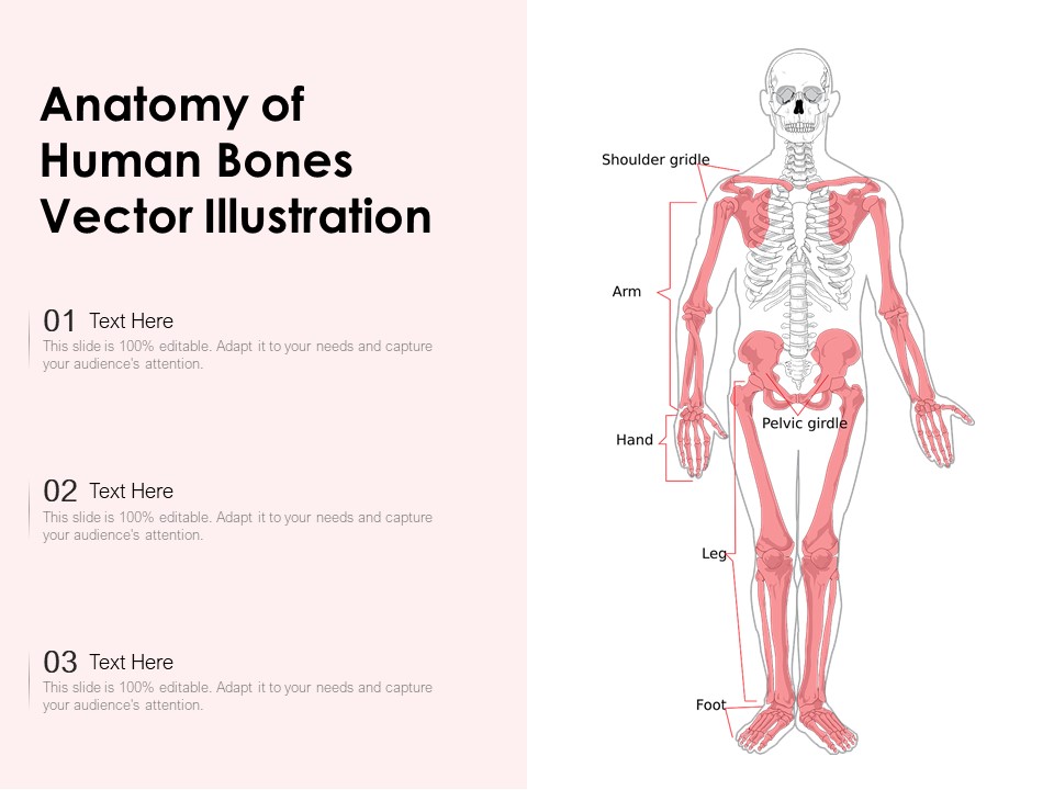 Anatomy Of Human Bones Vector Illustration Ppt PowerPoint Presentation File Portfolio PDF