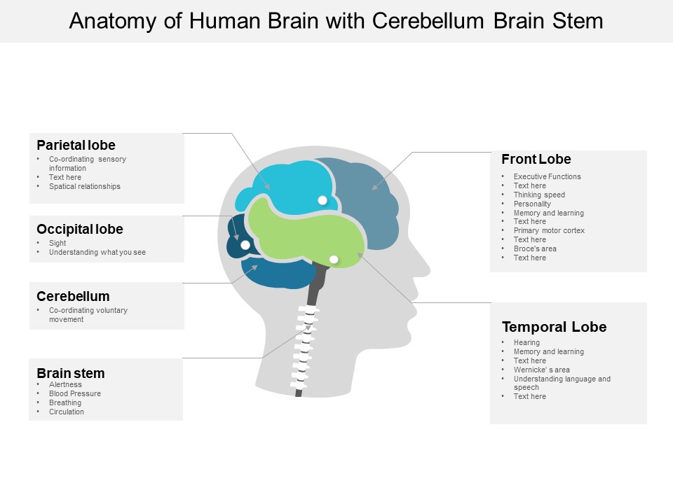 Anatomy Of Human Brain With Cerebellum Brain Stem Ppt Powerpoint Presentation Infographic Template Ideas