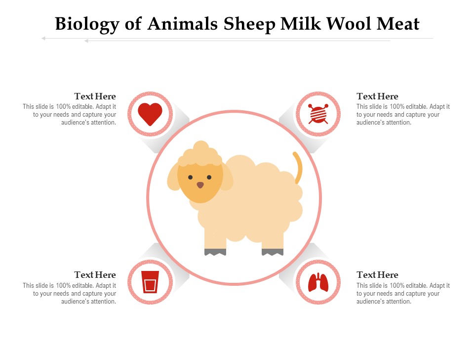 Biology Of Animals Sheep Milk Wool Meat Ppt PowerPoint Presentation Gallery Format PDF