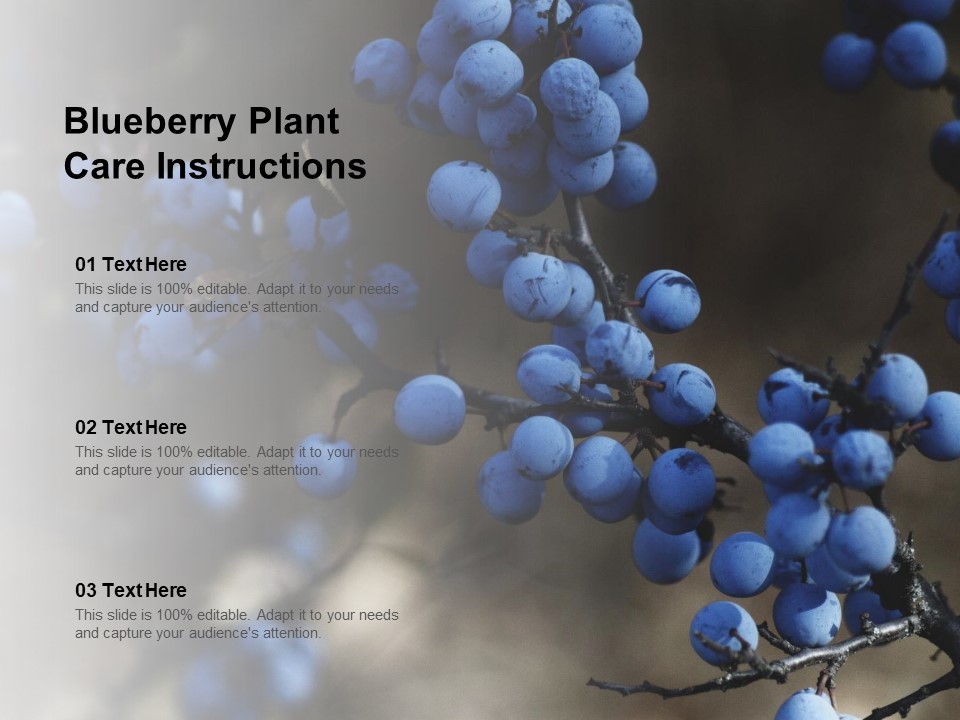 Blueberry Plant Care Instructions Ppt Powerpoint Presentation Ideas Demonstration