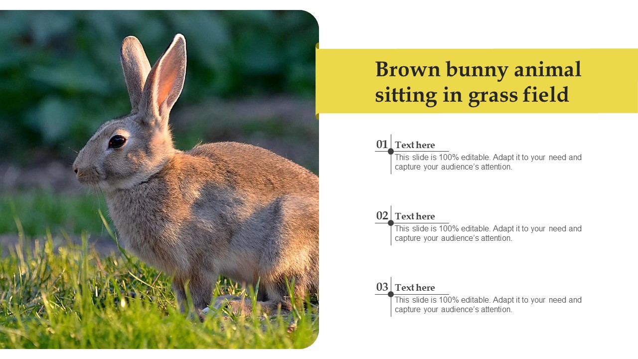 Brown Bunny Animal Sitting In Grass Field Guidelines PDF