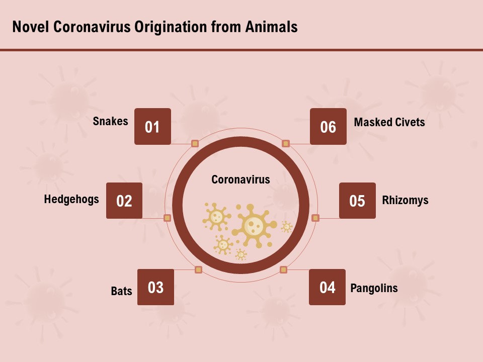 COVID 19 Pandemic Disease Novel Coronavirus Origination From Animals Diagrams PDF