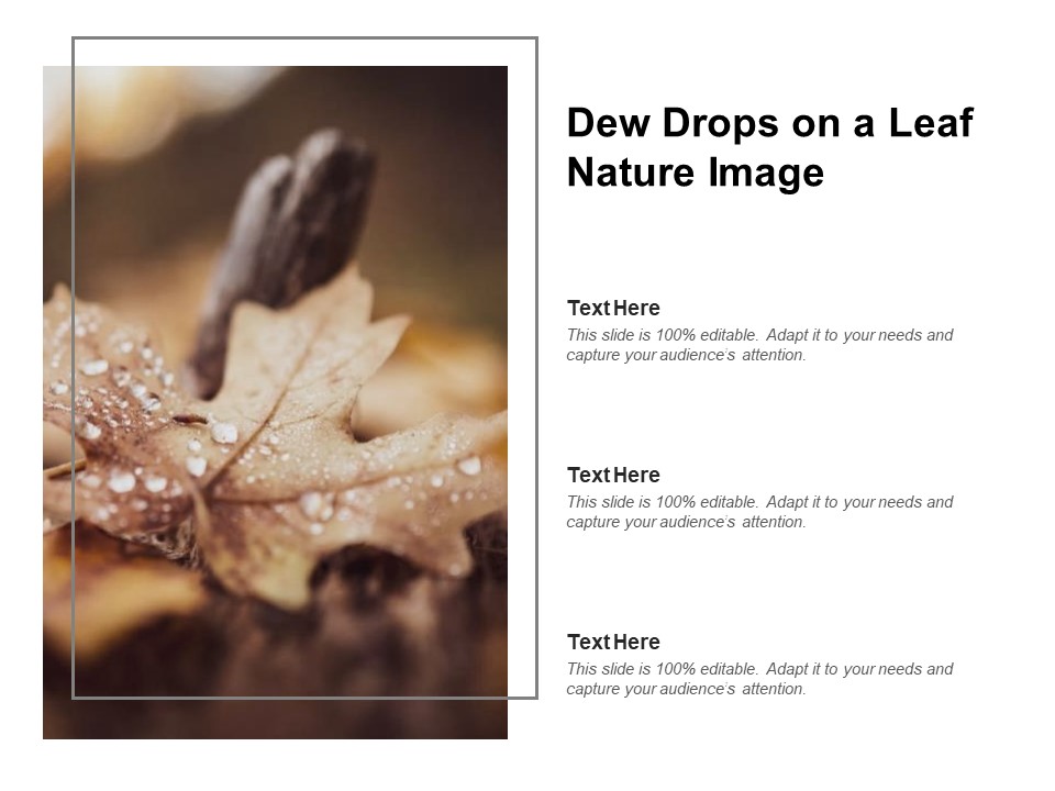 Dew Drops On A Leaf Nature Image Ppt PowerPoint Presentation Professional Layouts